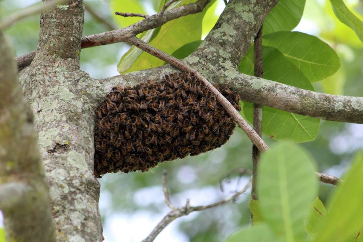 Niño de 8 años murió tras ataque de abejas africanizadas en Cúcuta (Foto: ARCHIVO / VANGUARDIA LIBERAL)