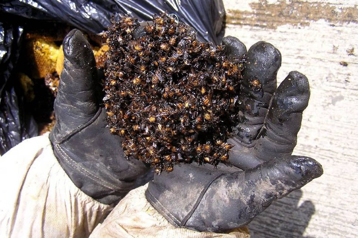Niño de 8 años murió tras ataque de abejas africanizadas en Cúcuta (Foto: Archivo/VANGUARDIA LIBERAL)