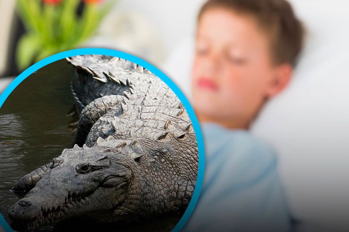 Un niño de tres años está hospitalizado tras ser lanzado al estanque de cocodrilos en un zoológico de Reino Unido. El agresor no conocía a la familia.