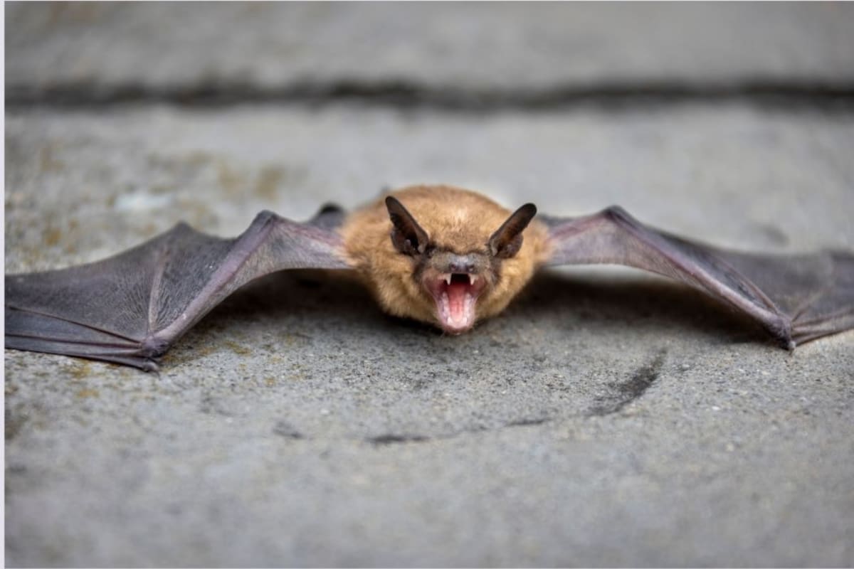 Niño murió por rabia tras contacto con murciélago en una casa de campo en Canadá. | Vanguardia / Canva