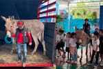 Niño lleva un burro a su colegio y se vuelve viral: “Es mi mascota y mi transporte”
