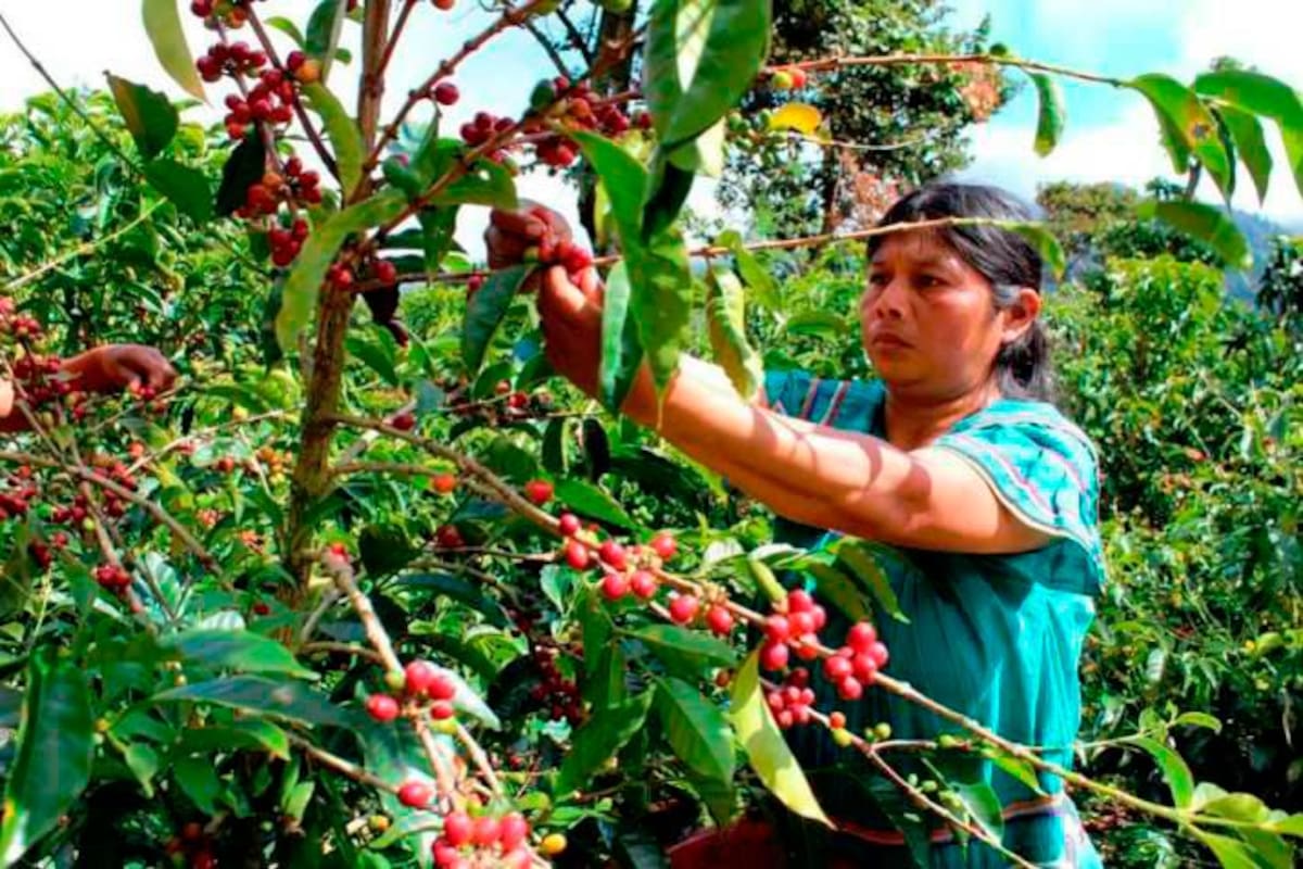 El 70 % de la producción de café de Santander se concentra en las provincias del sur de Satander.
