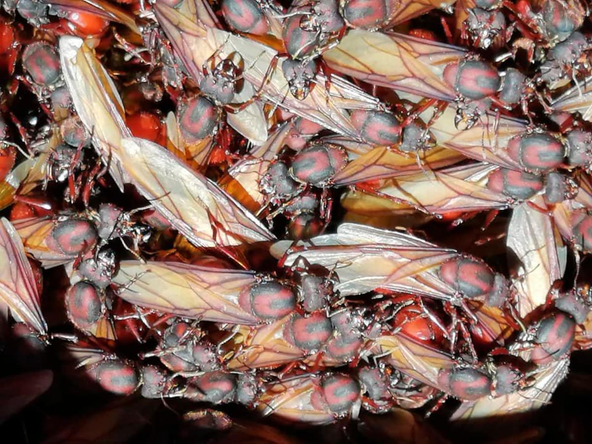 Las hormigas culonas duran aproximadamente 24 horas vivas después de ser sacadas de los hormigueros.