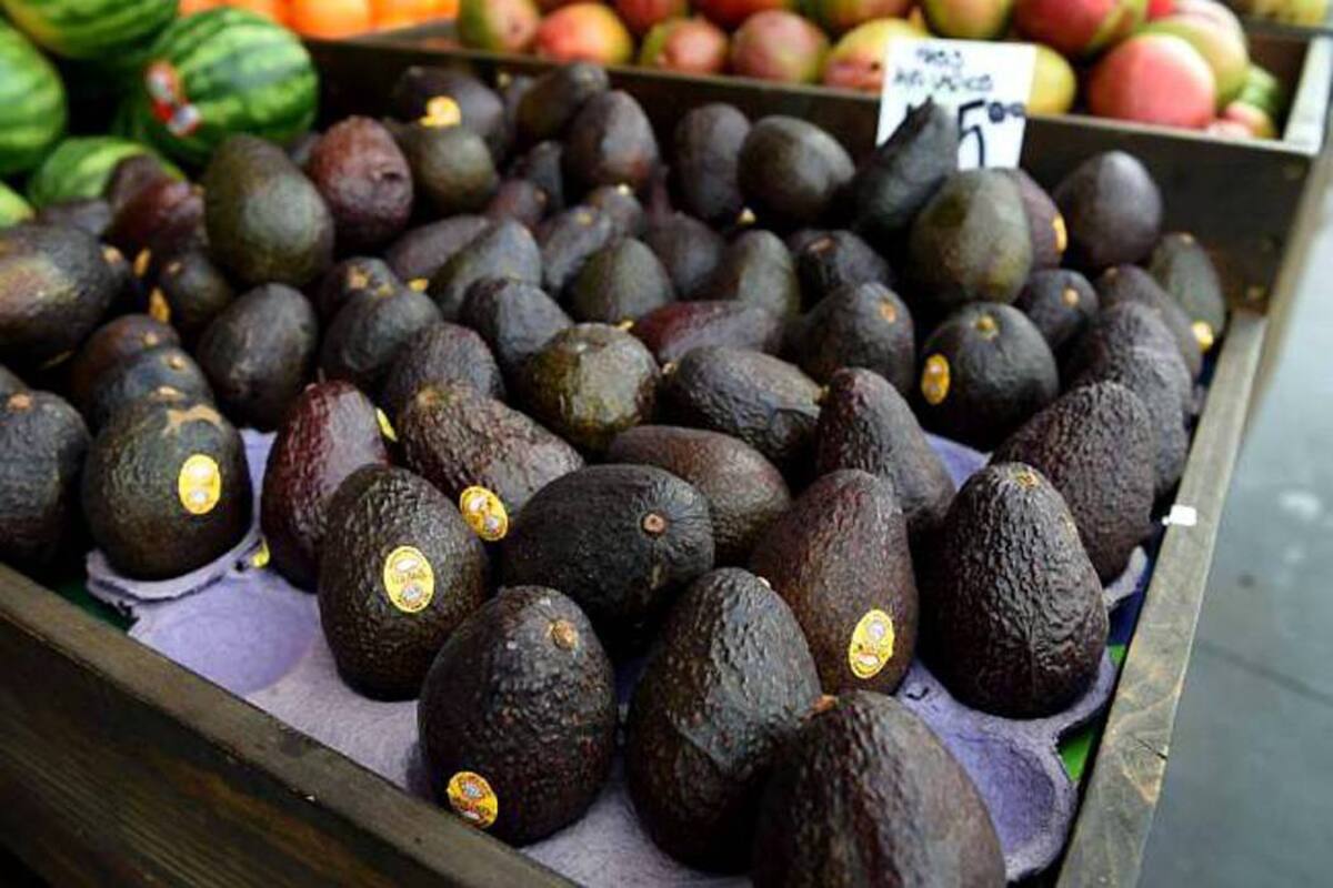 Según el Ministerio de agricultura, las exportaciones de aguacate hass en el primer semestre hacia la Unión Europea fueron de US$4.6 millones, cifra que supera a las realizadas en su totalidad en 2014. (Foto: Archivo/VANGUARDIA LIBERAL)