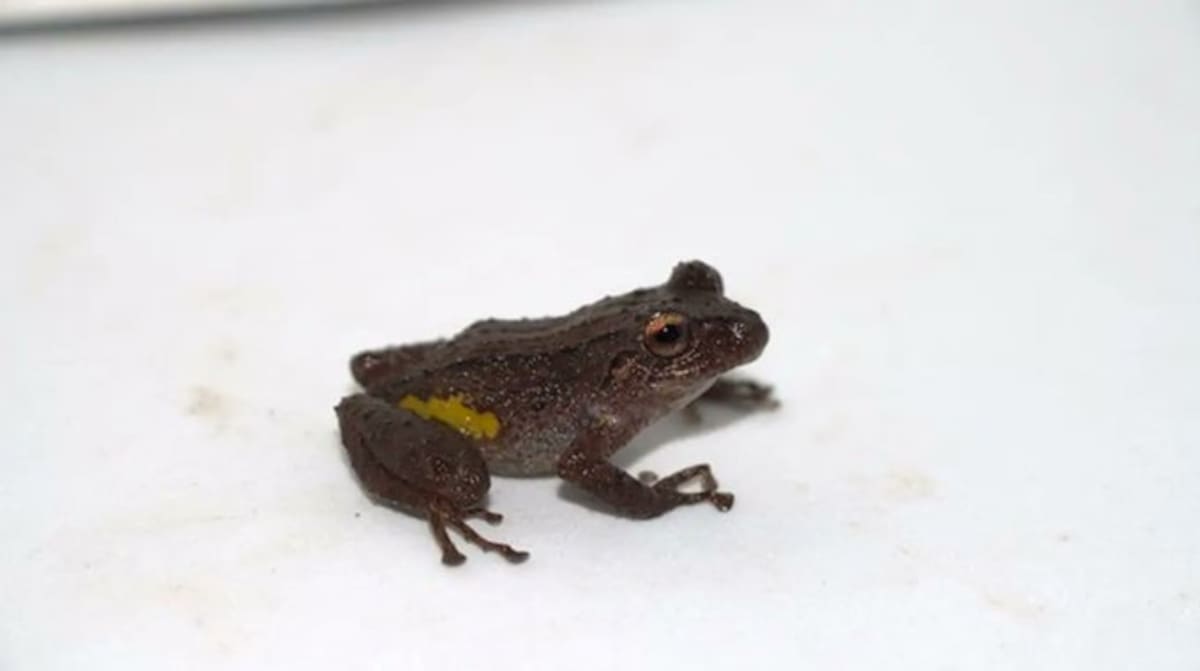Bautizan a una nueva especie de rana en honor a ‘Etsa’, el dios del Sol de la cosmovisión indígena Shuar.