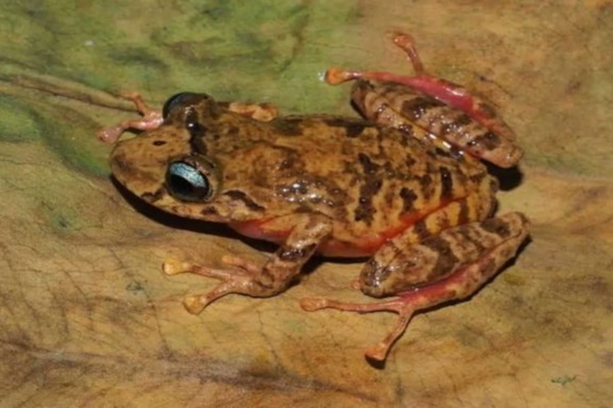 Descubren a la 'Pristimantis etsa', una nueva especie de rana terrestre en la frontera entre Ecuador y Perú.