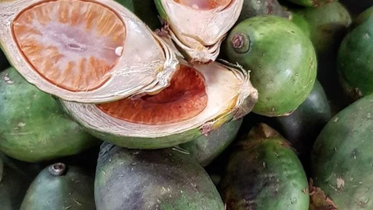 Un estudio en Indonesia encontró evidencias de que seres humanos consumían nuez de betel hace hasta 25.000 años, un hallazgo que podría convertirse en la prueba más antigua conocida del uso de una sustancia psicoactiva.