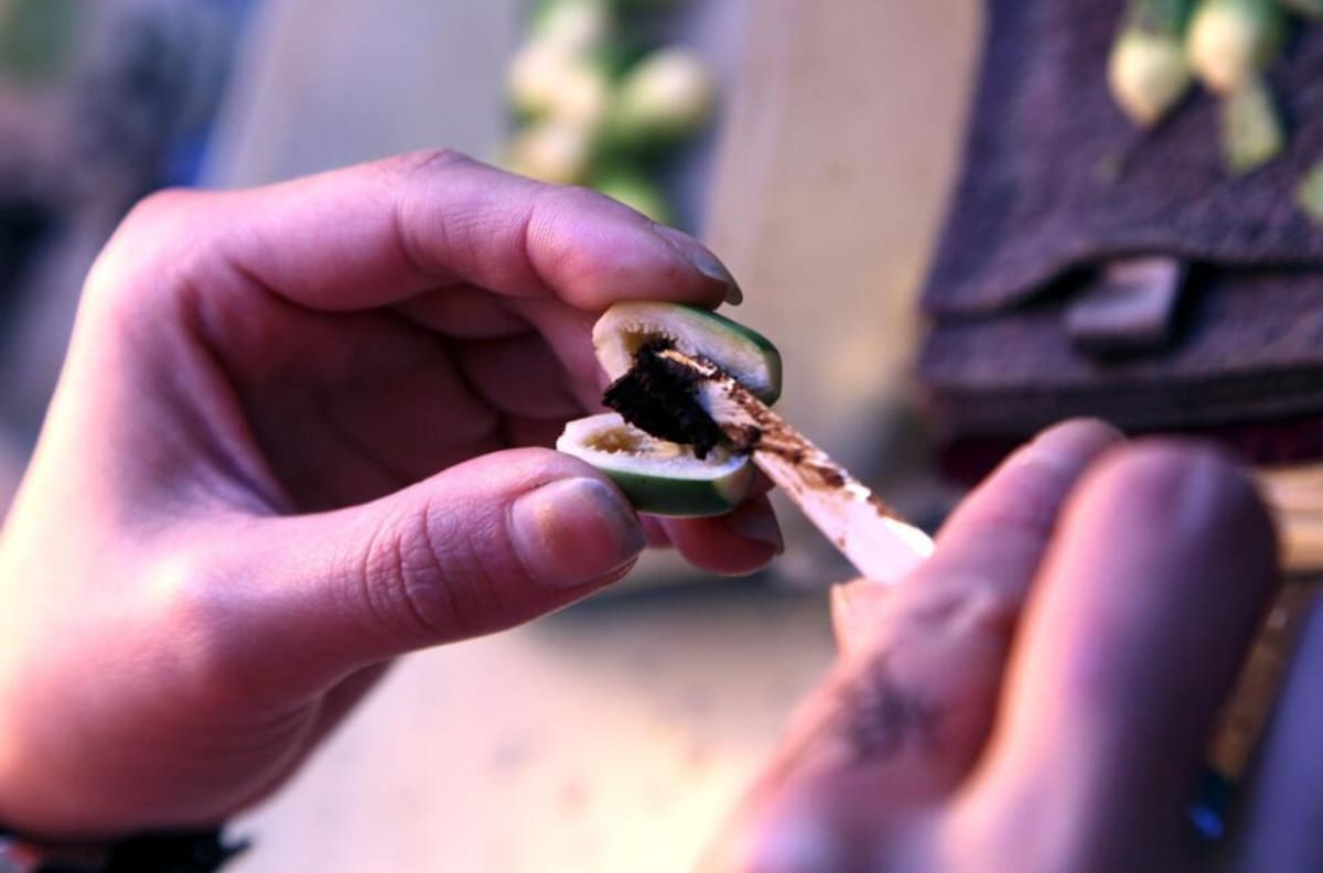 La nuez de betel es una de las drogas de origen vegetal más populares de Asia y el Pacífico Sur, tradicionalmente se mastica.