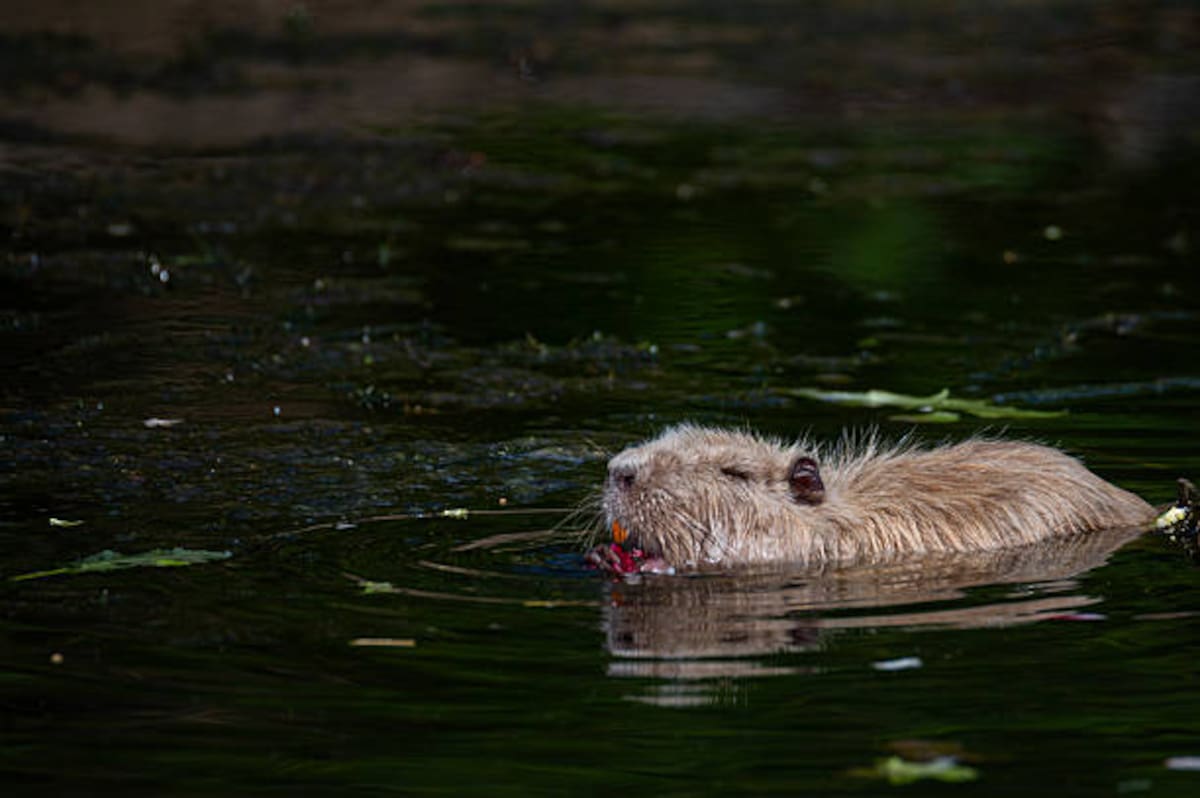 La mujer dijo que sintió que la nutria la arrastraba bajo el agua mientras nadaba en un lago.
