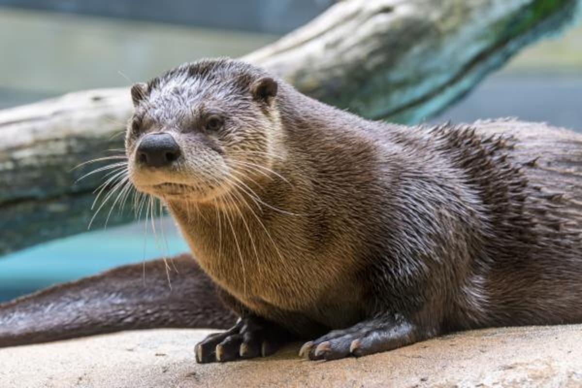Una nutria de río norteamericana.