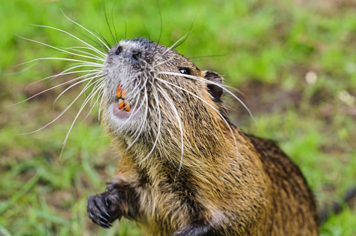 Los ataques de estos animales a personas son considerados poco frecuentes.