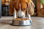 Nutrición según la etapa de vida de tu perro