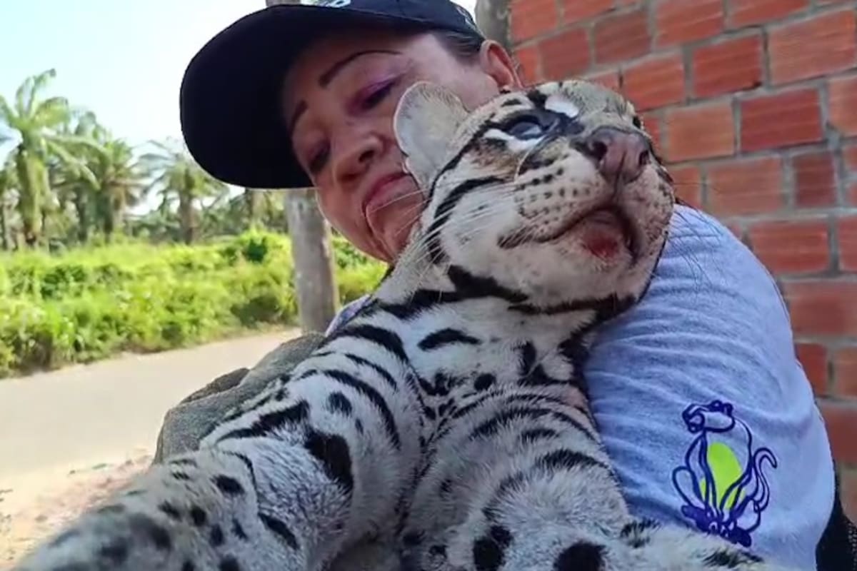 El ocelote murió tras ser atropellado por una motocicleta en el sector Villa Gabby, en la vía hacia Puente Sogamoso, Puerto Wilches.
Suministrada/Salvador Corredor/Vanguardia