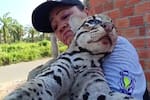 Muere un ocelote que fue atropellado por una motocicleta en Puerto Wilches
