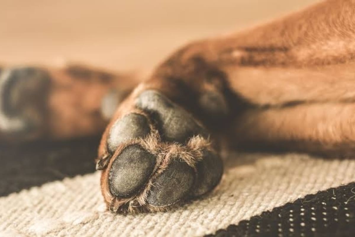 Ofrecen $5 millones de recompensa por caso de presunto maltrato animal en Santander