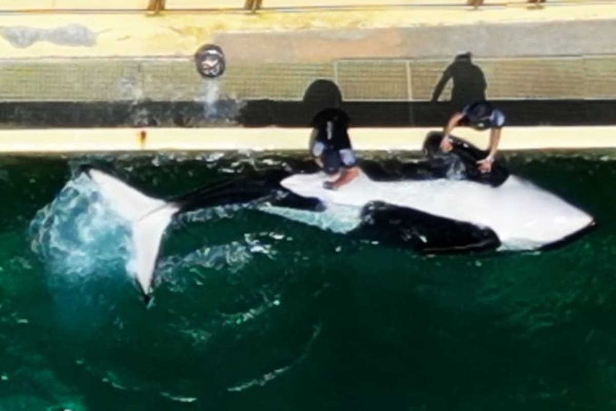 En Marineland: Se observa a un entrenador estimulando a Keijo, una orca macho joven, para recolectar su semen.