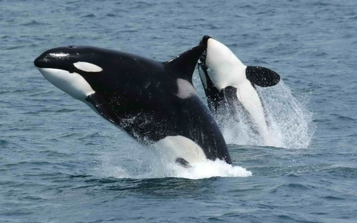 ¿Alianza inesperada? Orcas y delfines cazan juntos por primera vez.