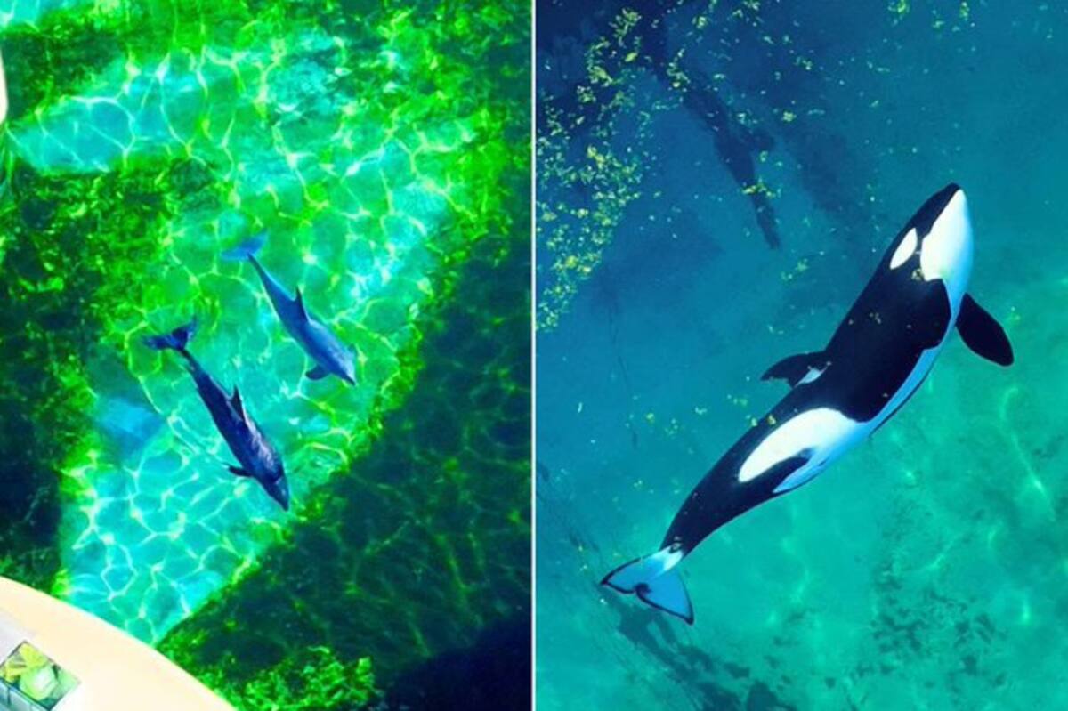 La ONG Tide Breakers filmó a un cuidador del Marineland Antibes estimulando sexualmente a Keijo, una orca macho.