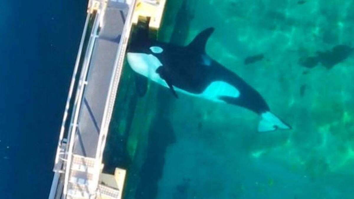 'Wikie' y su hijo 'Keijo' necesitan ir a un santuario. Un tanque jamás podrá satisfacer sus necesidades de estas dos orcas ni de ningún otro mamífero.