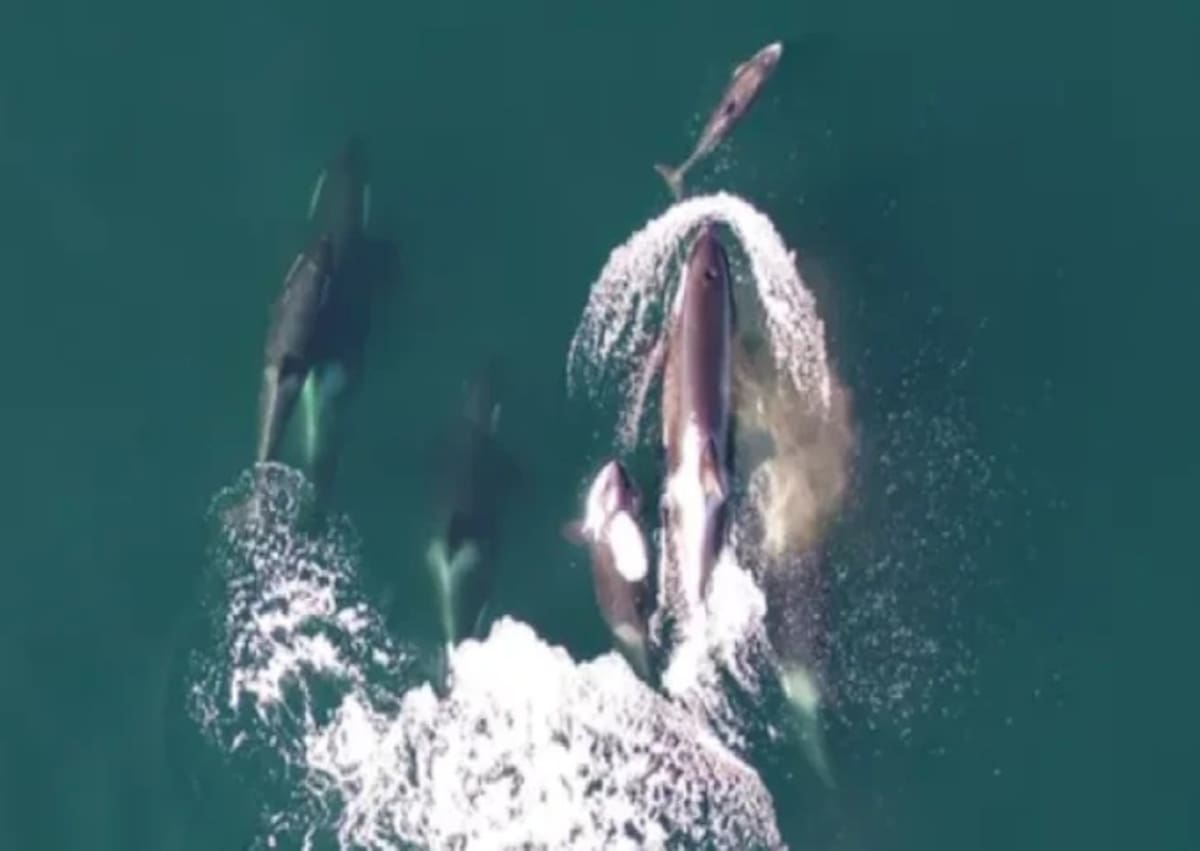 Orcas y delfines del Pacífico sorprenden a los científicos al unirse para cazar salmones. La cooperación en la naturaleza es increíble.