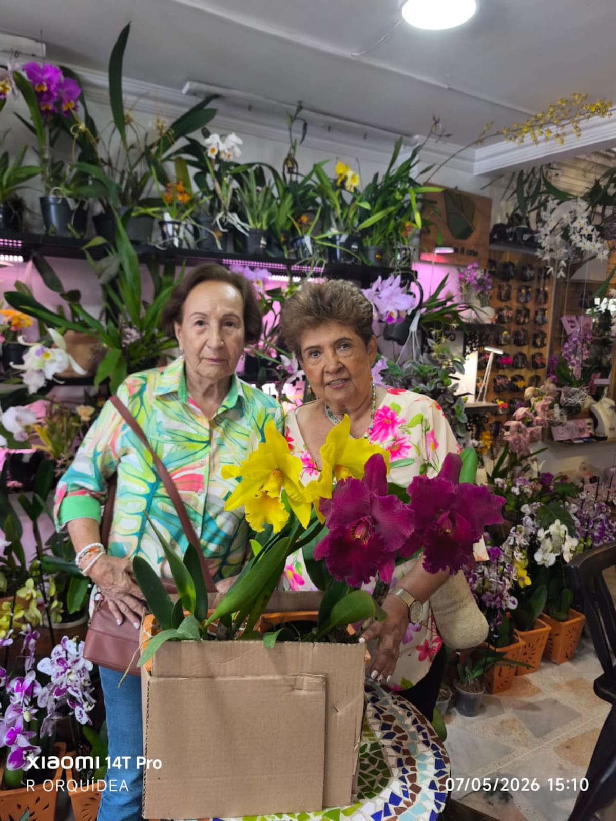Las orquídeas nativas y de colección florecen en Bucaramanga con una exposición gratuita.