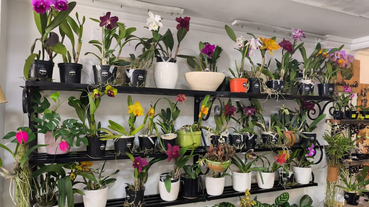 Orquídeas en La Plazuela: una exposición para celebrar el Día de las Madre en Bucaramanga | Suministrada / VANGUARDIA