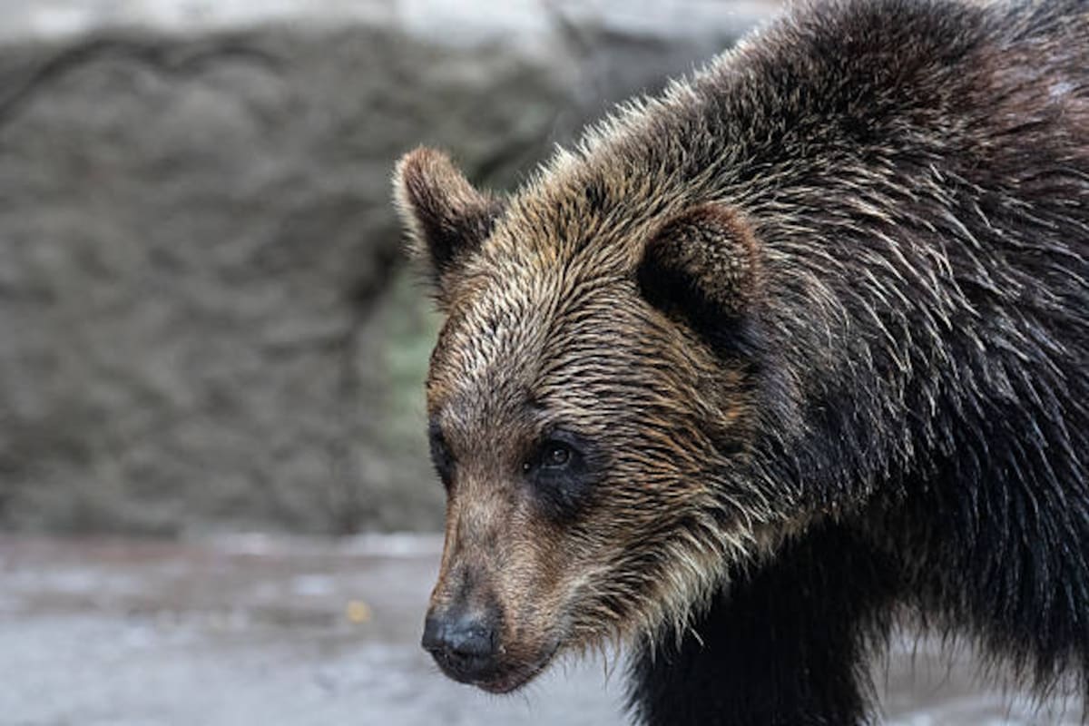 Una cámara de un vehículo captó un aterrador encuentro con un oso cerca de Bifuka, en Hokkaido, Japón, durante la noche del 29 de septiembre. El animal apareció repentinamente en la carretera, provocando una situación de gran peligro.