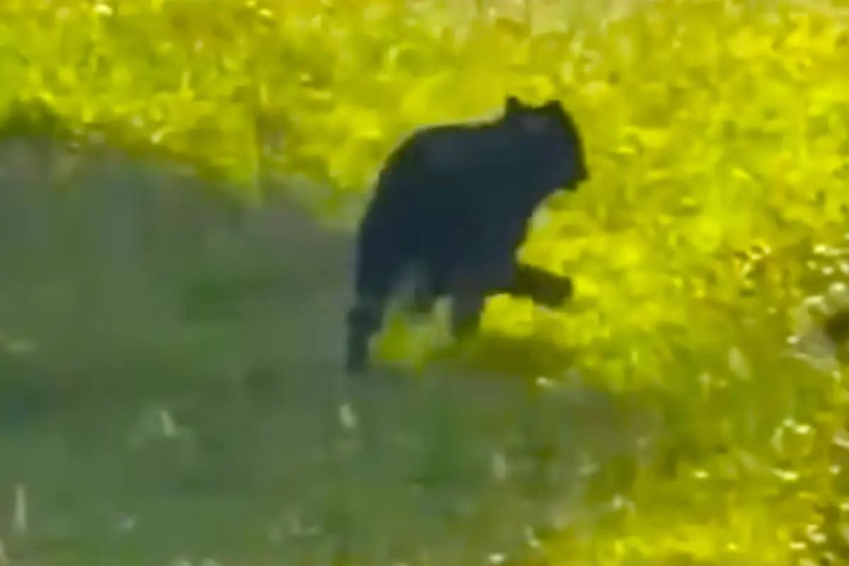 Un oso andino juvenil aparece cerca de zona urbana en La Calera y activó monitoreo ambiental.