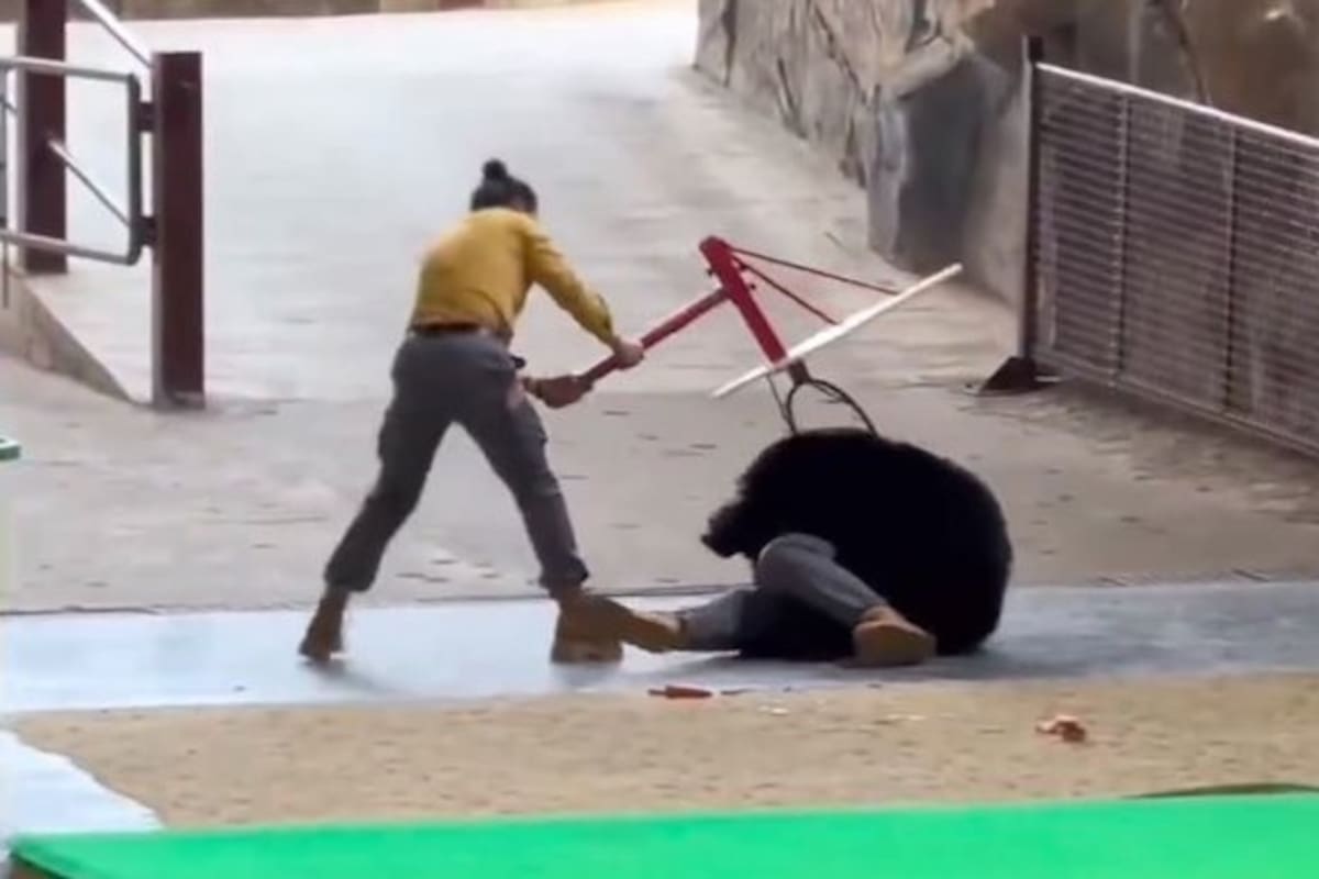 Un oso negro atacó a un cuidador en el Parque Natural de Vida Salvaje Hangzhou.