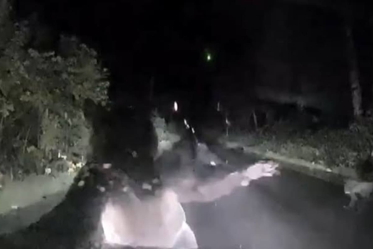 La osa se levantó sobre sus dos patas y golpeó repetidamente el vehículo.