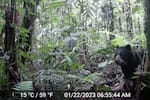 Cámaras en bosque del Tolima captaron una gran variedad de animales silvestres