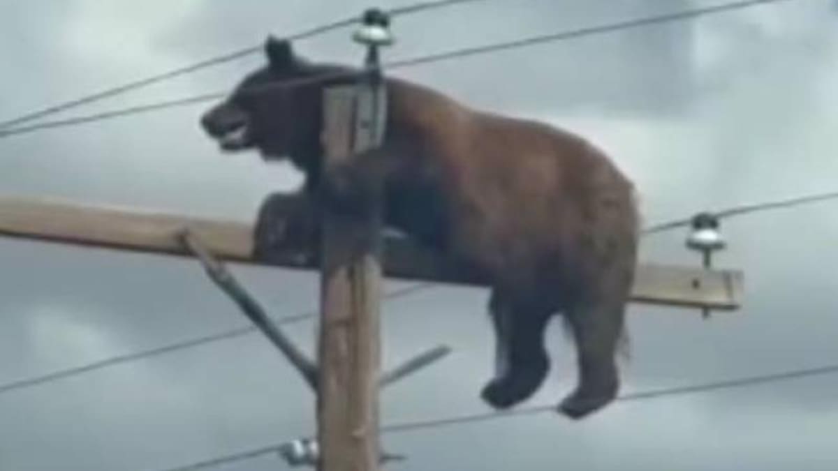 Autoridades en Nuevo México, Estados Unidos, explicaron que sedar al animal podía provocar una caída mortal.