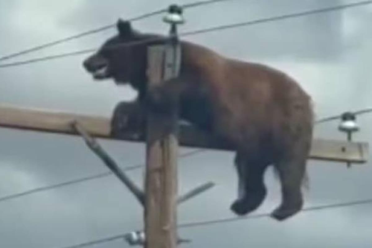 Autoridades en Nuevo México, Estados Unidos, explicaron que sedar al animal podía provocar una caída mortal.