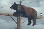 Video: Oso muere electrocutado tras trepar a un poste de energía en Nuevo México