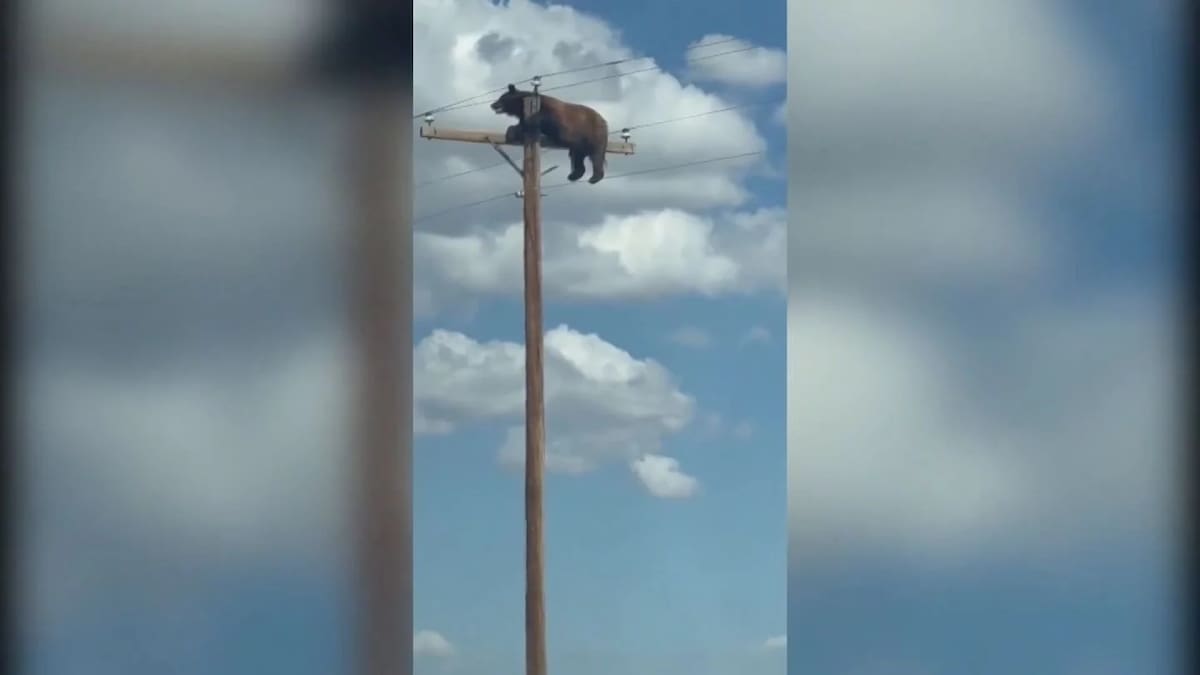 Oso muere tras entrar en contacto con cables de alta tensión en Nuevo México, Estados Unidos.