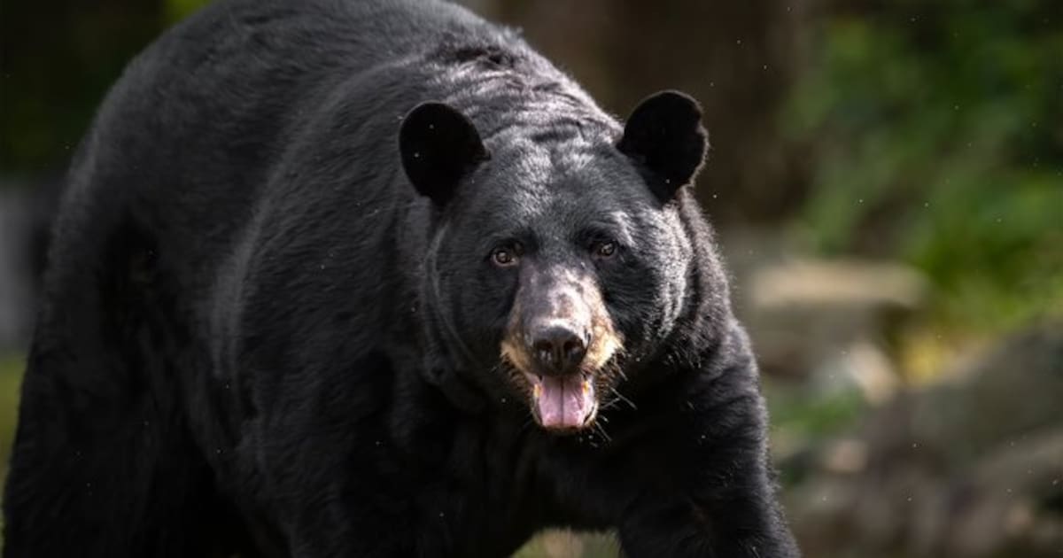 Hrishikesh Koloth, luchador de MMA de 27 años de India, fue trágicamente asesinado en un ataque de oso negro en Saskatchewan. Llegó a Canadá hace tres años con sueños de pelear en la UFC.