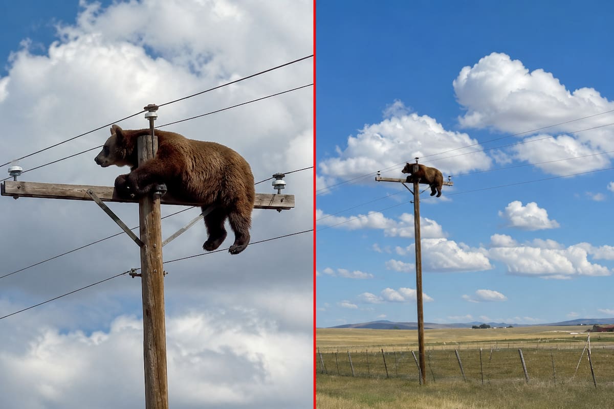 El oso murió electrocutado tras trepar un poste de energía y entrar en contacto con cables de alta tensión cerca de Gladstone, en el estado de Nuevo México, Estados Unidos.