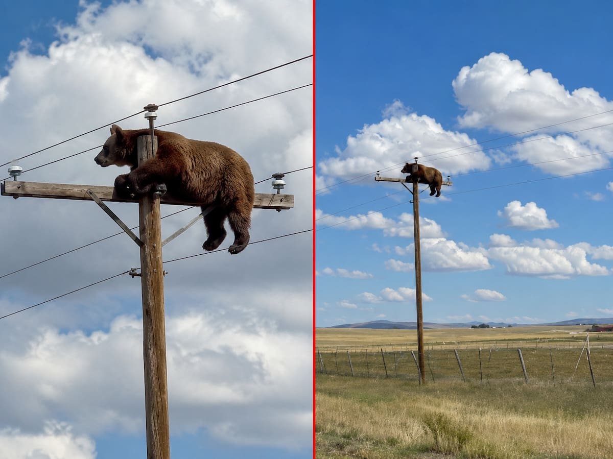 El oso murió electrocutado tras trepar un poste de energía y entrar en contacto con cables de alta tensión cerca de Gladstone, en el estado de Nuevo México, Estados Unidos.
