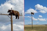 ¿Cómo llego ahí? Oso se electrocutó tras trepar a poste de energía; todo quedó grabado
