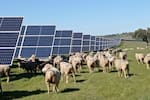 Resultados sorprendentes de tres años de pastoreo en granja solar en Australia