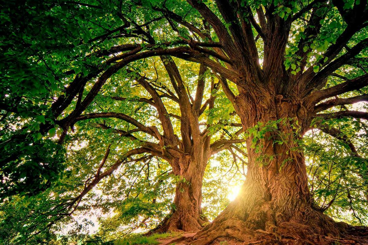Alrededor del mundo hay documentadas un total e 64.100 especies de árboles. EFE / VANGUARDIA
