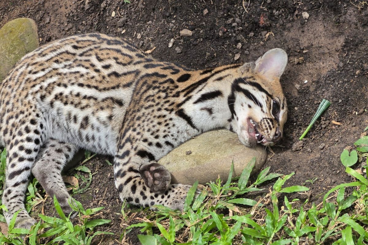 El cuerpo del ocelote fue trasladado al Centro de Atención y Valoración de la CDMB, donde se le practicó la necropsia que descartó heridas de bala.