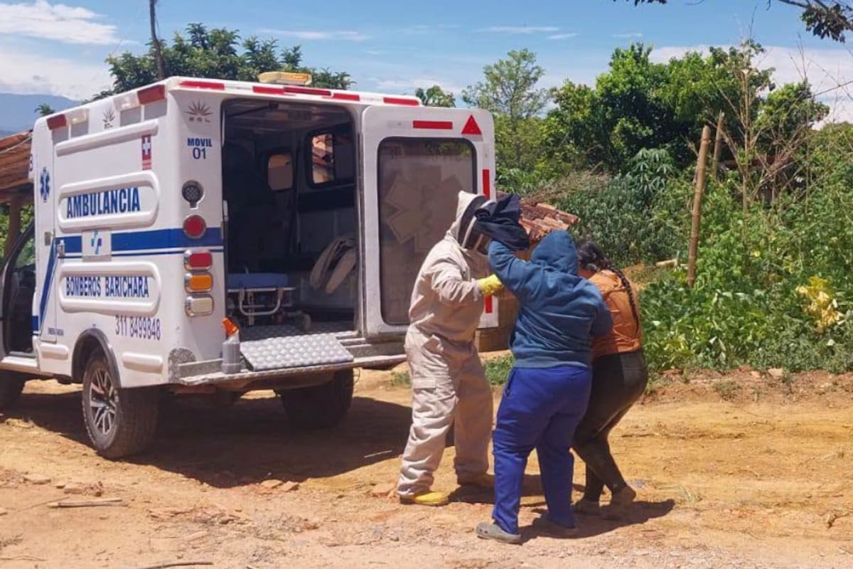 Padre e hija sufrieron grave ataque de abejas africanizadas en zona rural de Villanueva