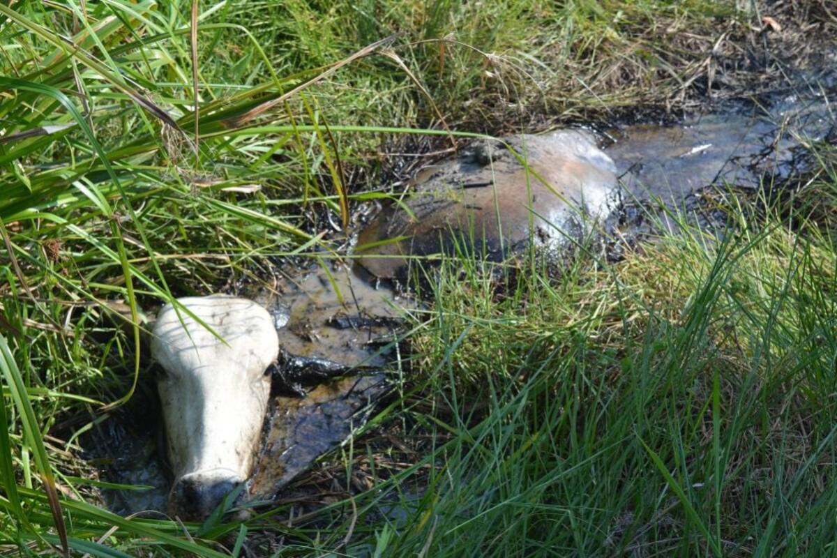 Las imágenes que se derivan de los impactos que la explotación petrolera está generando en inmediaciones de la ciénaga de Palagua, ubicada en el municipio de Puerto Boyacá, son inquietantes. (Foto: Suministrada/VANGUARDIA LIBERAL)