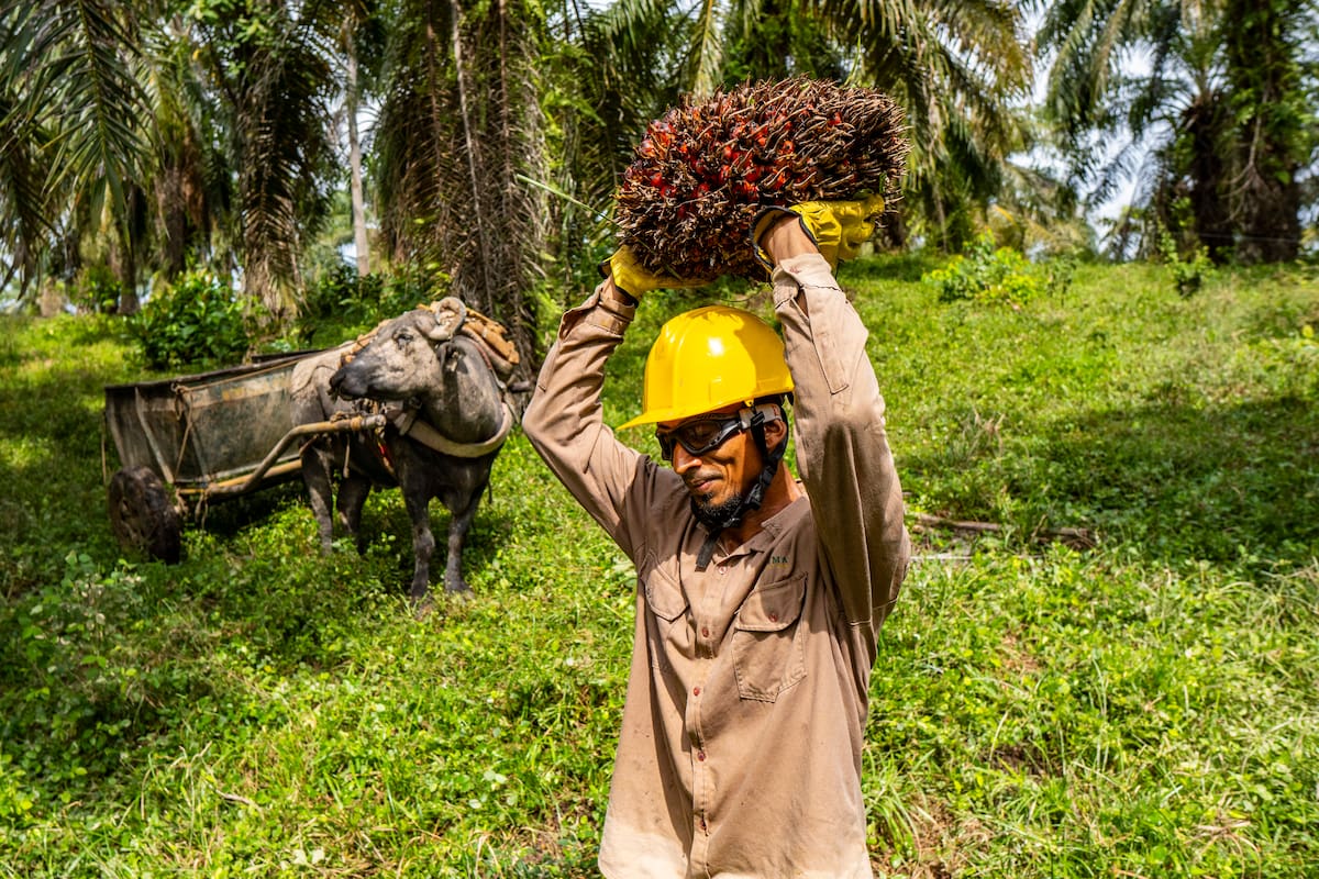 La palma de aceitees un producto 'estrella' en Santander. Marco Valencia/Vanguardia