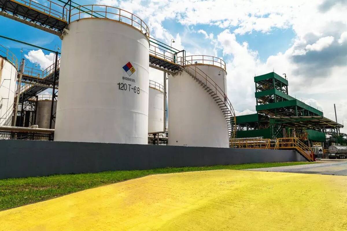 Palma de aceite: el motor verde de Santander que impulsa al país. Foto: ECODIESEL