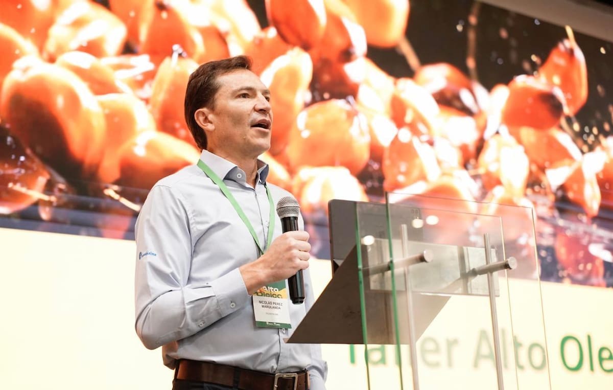 Palma de aceite: el motor verde de Santander que impulsa al país. Foto: Suministrada