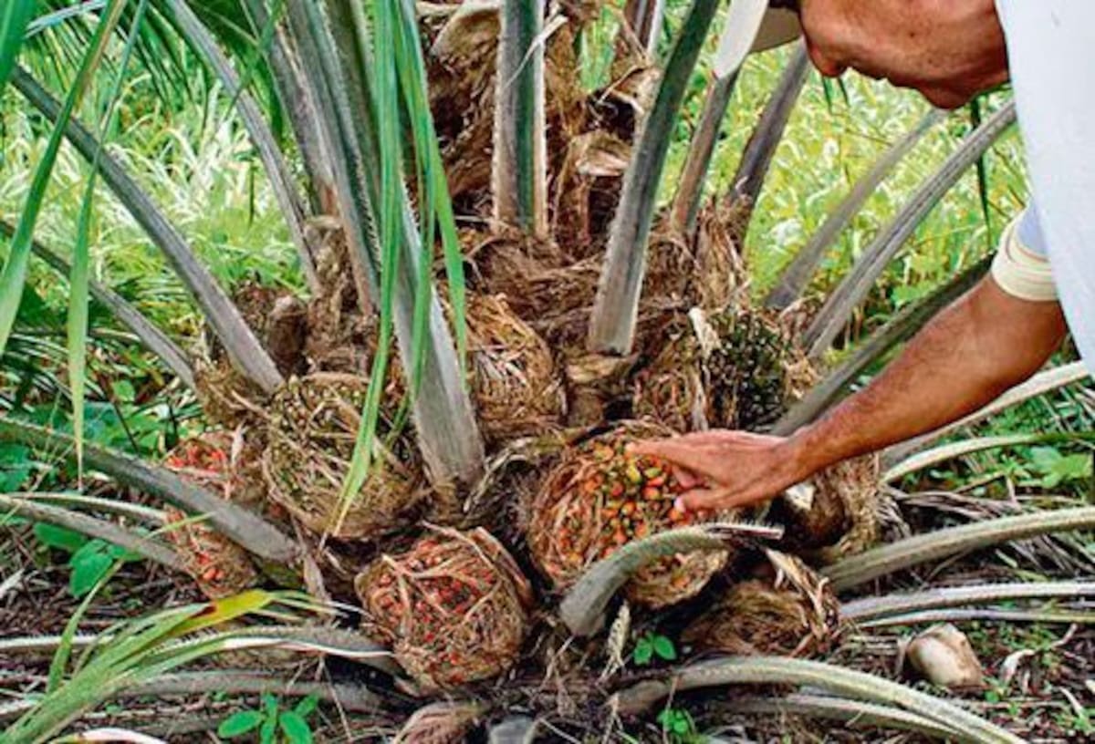 Palma de aceite: el motor verde de Santander que impulsa al país. Foto: Contexto Ganadero