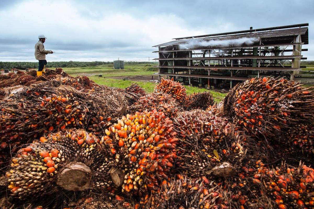 Palma de aceite: el motor verde de Santander que impulsa al país. Foto: Suministrada