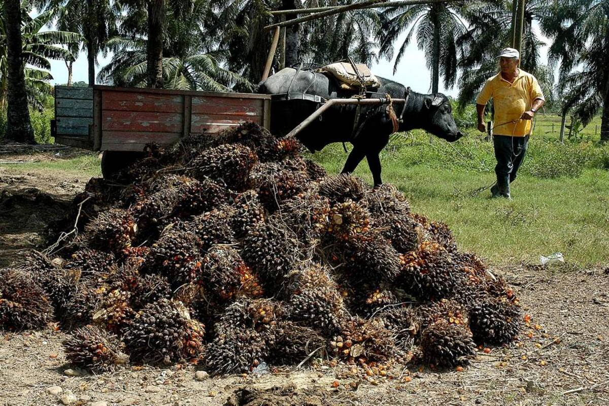 Las empresas palmeras de Puerto Wilches están comprando el fruto a terceros para sostener laproducción de aceite de palma, de acuerdo con información suministrada a esta redacción. (Foto: Archivo/VANGUARDIA LIBERAL)